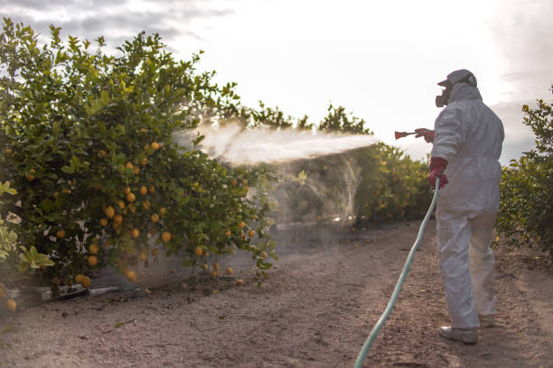 Best Emergency Pest Control  in Pioche, NV